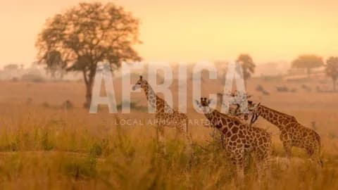 Guía regional CartDNA África
